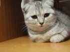 Новое фотографию  пропала кошка 33340601 в Барнауле