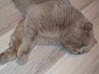 Просмотреть foto Отдам даром - приму в дар Отдам в добрые руки кота британской породы 33461422 в Барнауле