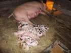 Смотреть фотографию Корм для животных продам поросят свиней разных пород 33922567 в Барнауле