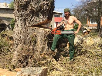 Новое фото  Спил аварийных опасных деревьев 66237278 в Белгороде