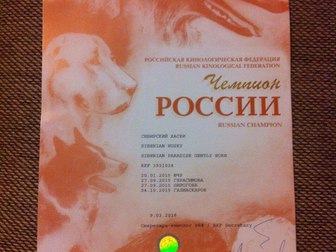 Смотреть фото Вязка собак Предлагаем вязку с Сибирским Хаски 66942429 в Белгороде