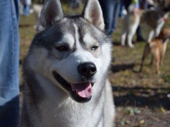 Просмотреть фотографию Вязка собак Предлагаем вязку с Сибирским Хаски 66942429 в Белгороде