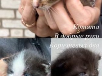Котята в добрые руки, два коричневых, один чёрный и один черно- белый , всего месяц им в Белгороде