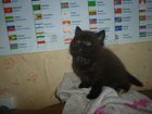 Уникальное foto Кошки и котята британская дымная шоколадка 32332626 в Екатеринбурге