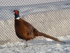 Скачать изображение Птички Яйцо инкубационное фазана охотничьего и молодняк (1-2 мес) 32681412 в Екатеринбурге