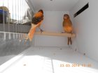Увидеть foto Птички канарейки 32906057 в Перми