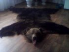 Скачать foto Охота Продам шкуру медведя 33458002 в Краснотурьинске