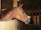 Уникальное фото Организация праздников Постой для частных лошадей, Аренда лошадей, Заездка, тренинг, 34662235 в Екатеринбурге