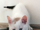 Просмотреть фото Отдам даром - приму в дар СПОНЖИК, Уникальный 3-цветный котенок, 2 мес, 83496084 в Екатеринбурге