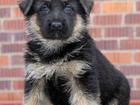 Новое фотографию Продажа собак, щенков приму в дар или куплю не дорого щенка 34959913 в Иваново