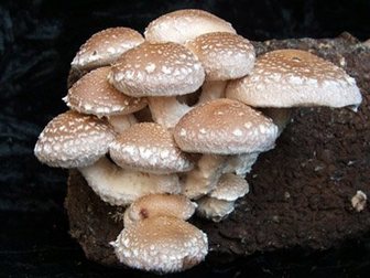 Скачать изображение  Выращивание грибов шиитаке дома 33389965 в Иваново