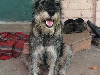 Скачать бесплатно foto Найденные Найдена собака девочка 32961948 в Ростове-на-Дону