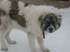 Новое foto  Потерялась собака 33619200 в Ялуторовске
