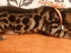 Бенгальские котята- домашний леопард