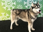 Скачать foto Вязка собак Кобели Сибирский хаски для вязки 80824256 в Ярославле
