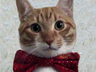 Свежее изображение  Рыжий котик ждёт даму 38444739 в Ярославле