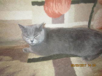 Просмотреть изображение  Ищем британского кота для вязки 38592134 в Ярославле