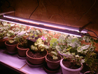 Скачать бесплатно foto  Системы светодиодного Фито освещения для растений 37617862 в Екатеринбурге