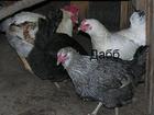 Уникальное foto Грызуны Куры, цыплята, цесарки, гуси, утки от заводчика 38807277 в Юрьев-Польском