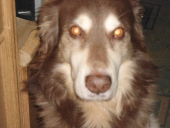 Новое фото Потери Пропала собака шоколадного окраса на ул, Спортивная в Клюшках 39993744 в Электростали