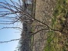  foto         1 38844937  