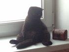 Новое фото Вязка кошек шотландка вислоухая шоколадка 54410833 в Калининграде