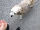 Найдена собака
