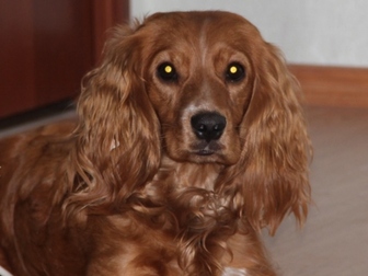 Увидеть foto Потерянные Пропала собака 37972113 в Калининграде
