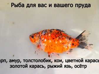 Новое фото Аквариумные рыбки малёк 39088839 в Калининграде