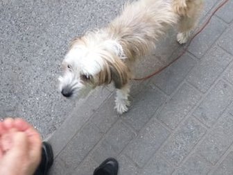 найдена собака на Ленинском проспекте возле ТЦ Меркурий, может кто узнал собаку своего соседа, собачка может живет в этом районе или ближайщем, в Калининграде