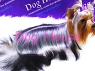  foto   &    Dog House   40629311  