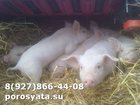 Свежее фотографию Другие животные Поросята двухпородные 34272221 в Каменск-Шахтинском