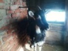 Просмотреть изображение  Продам козу дойную 38373606 в Кимовске