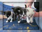 Увидеть foto Продажа кошек и котят Котята ищут хозяев! 32983123 в Кирове