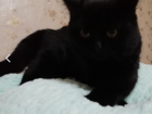 Свежее изображение  Домашняя кошечка Роза ищет опытного котика, 72412186 в Кирове