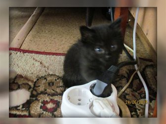 Увидеть фотографию Продажа кошек и котят Котята ищут хозяев! 32983123 в Кирове