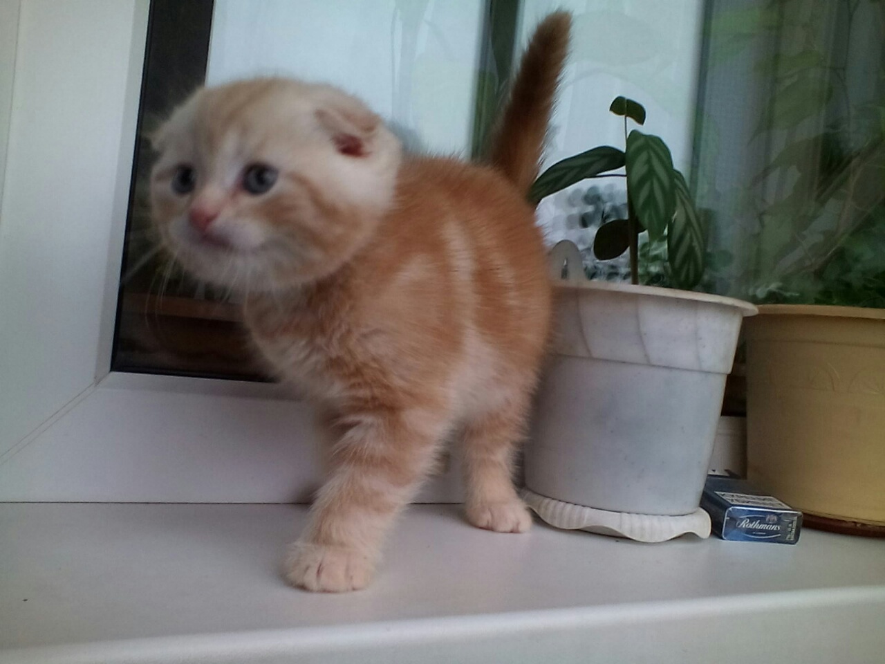 Персиковый вислоухий кот