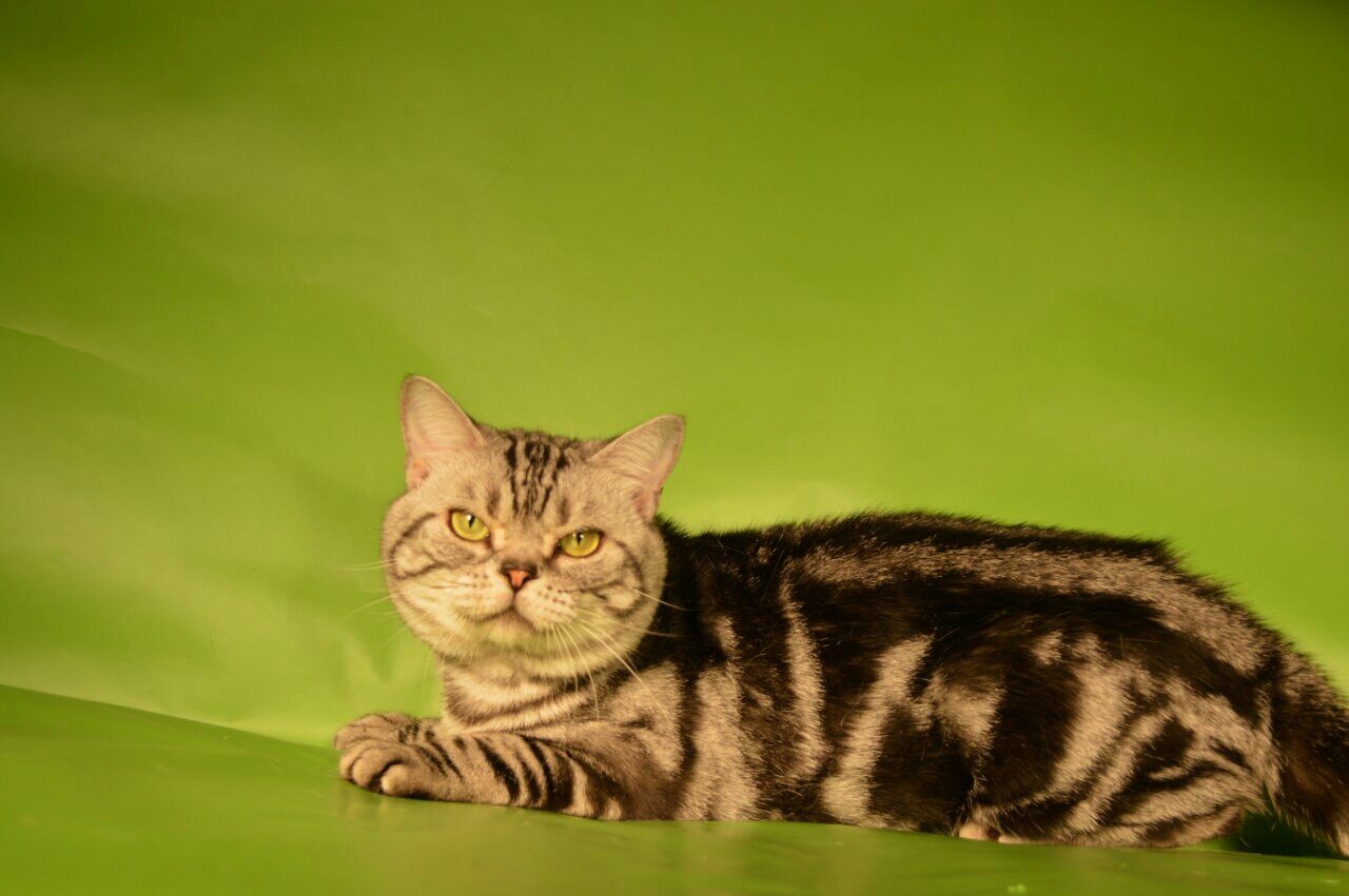 Кот на вязку британский мраморный Кострома