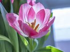 Скачать бесплатно фото Растения Тюльпаны Голландские к 8 марта 29431203 в Красноярске