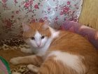 Новое foto Кошки и котята отдам в хорошие руки 32316586 в Красноярске