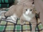 Скачать foto Потерянные пропал кот рыжик 35892895 в Красноярске