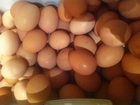 Новое фото Птички Инкубационное яйцо амороксов, 37886000 в Красноярске