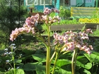 Скачать изображение Сады Дача на пл, Лесная (западное направление) 60717354 в Красноярске