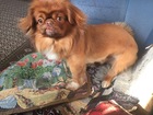 Увидеть фотографию Вязка собак Пекинес Пим Ищет девочку для вязки! Ему 2 года, 69208760 в Красноярске