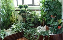 Уход за комнатными растениями Зеленая Ноль Три