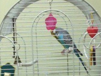 Скачать бесплатно фотографию Птички Продам волнистых попугаев 34009176 в Красноярске