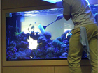Новое foto  Обслуживание аквариумов быстро, отлично, с гарантией, Быстрый выезд, Низкие цены, 69440739 в Люберцы