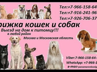Скачать бесплатно foto  Стрижка кошек и собак Выезд на дом в любой район Москвы и Московской области 37123191 в Кургане