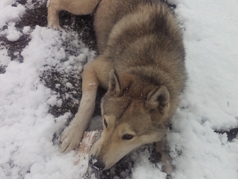 Просмотреть изображение Вязка собак Западно-сибирская лайка,кабель на вязку 35869788 в Курске
