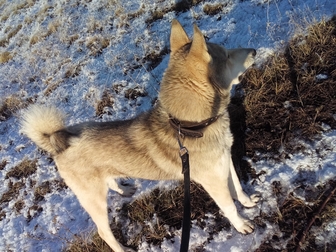 Новое фото Вязка собак Западно-сибирская лайка,кабель на вязку 35869788 в Курске